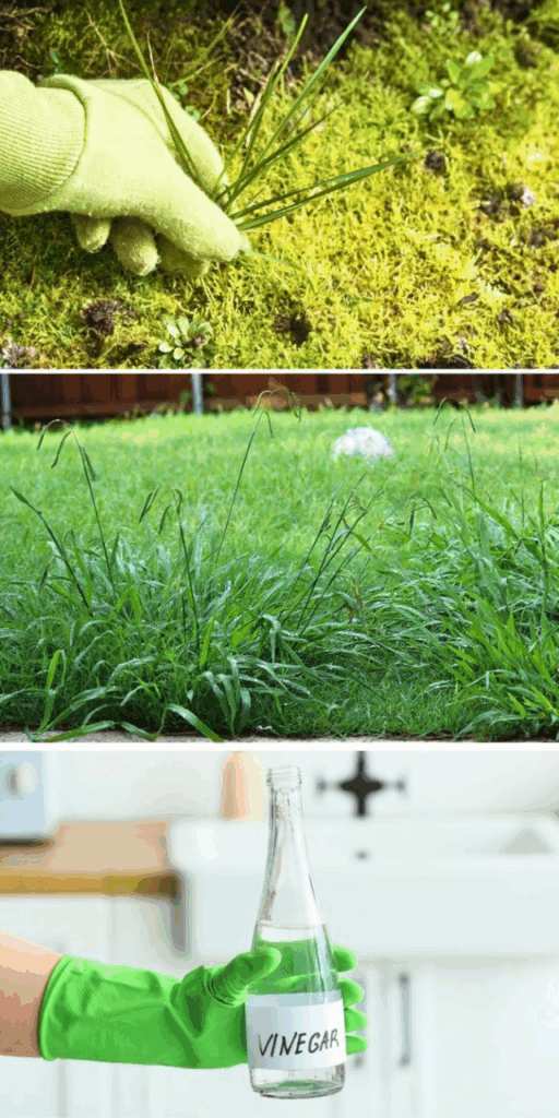 Natural weed control using vinegar and hand pulling method