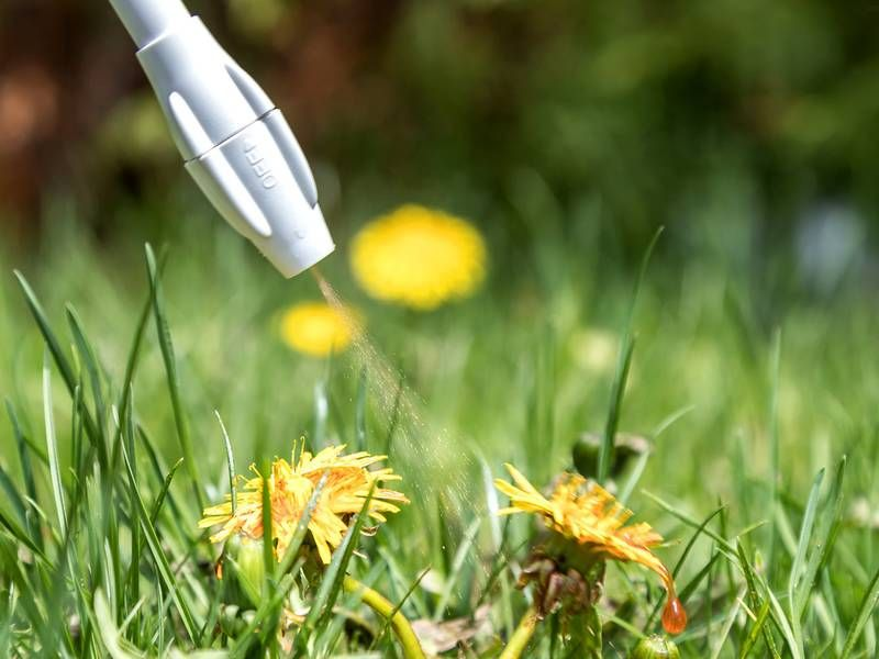 Eco-friendly lawn care spraying weeds with natural herbicide solution